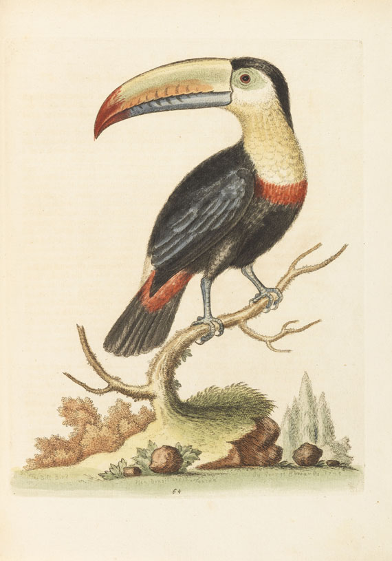 George Edwards - Natural history of birds, 4 Bde. + Gleanings of natural history, 3 Bände - 