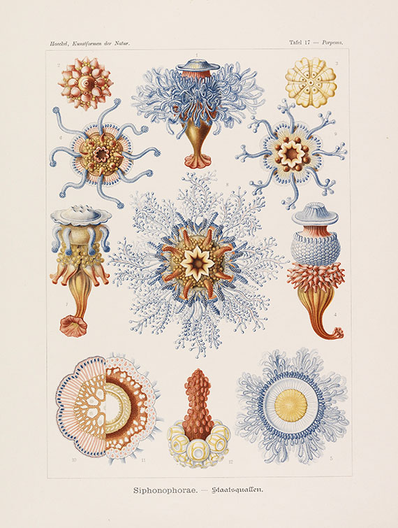 Ernst Haeckel - Kunst-Formen der Natur