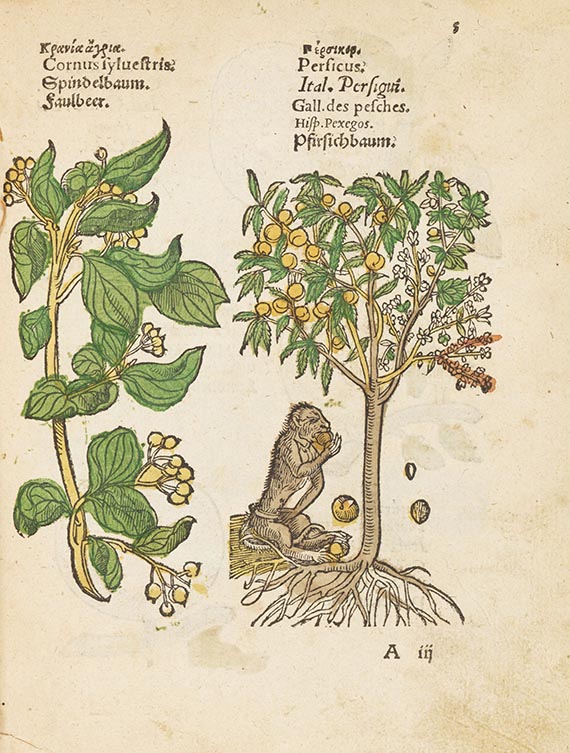   - Plantarum, arborum, fructium, et herbarum effigies
