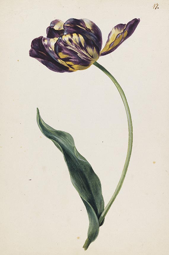 Franz Blaschek - Blumenstudien: Tulpe und Zaunwinde - 