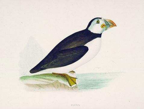   - British birds