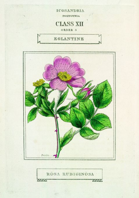 Duppa, R. - Linnaean system of botany