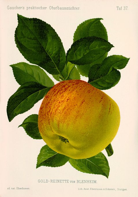   - Obstbaumzüchter. Jg. 1885-94 in 9 Bdn.