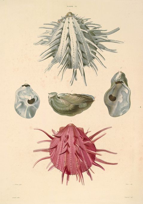 Lamarck - Recueil de coquilles.