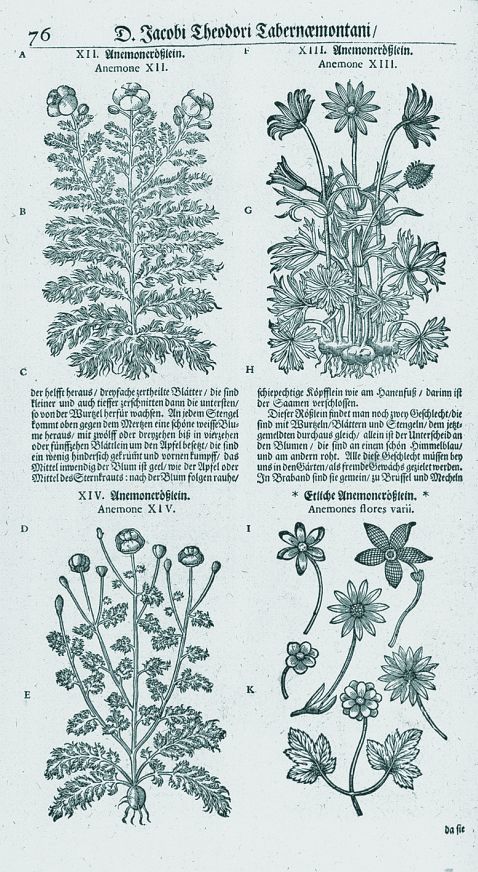 Jacobus Theodorus Tabernaemontanus - Neu vollkommen Kräuter-Buch. 1731.