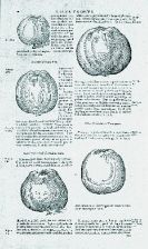 Jean Bauhin - Historia Plantarum. Bd. I u. III (von 3). 1650.