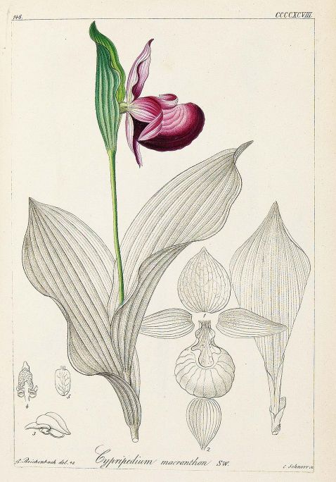 Heinrich Gottlieb Ludwig Reichenbach - Deutschlands Flora Bd. 13: Die Orchideen
