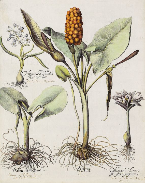 Basilius Besler - Arum/Gefleckter Aronstab.