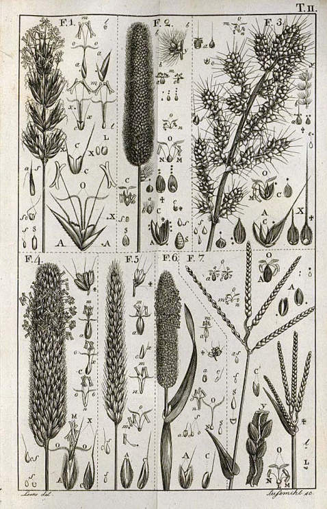   - Handbuch der Botanik nach Linnés System