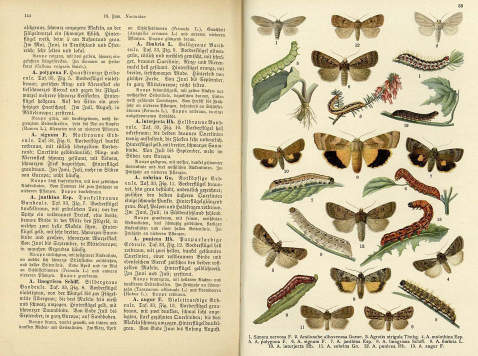 Ernst Hofmann - Raupen der Gross-Schmetterlinge Europas, 1 Beigabe