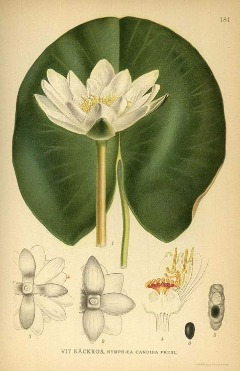   - Bilder ur Nordens Flora. 3 Bde. 1922-26.