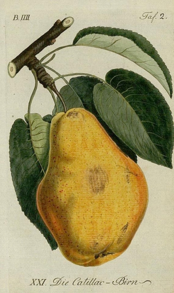 Sickler, P. - Sickler, Sammelband Obst. 1795
