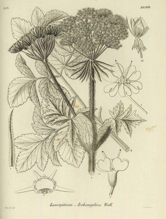 H. G. L. Reichenbach - Flora Germanica. 1867