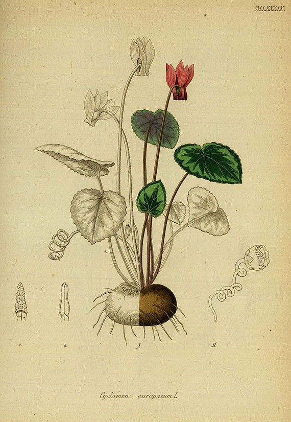 Heinrich Gottlieb Ludwig Reichenbach - Deutschlands Flora, 3 Bde. 1837. [193]