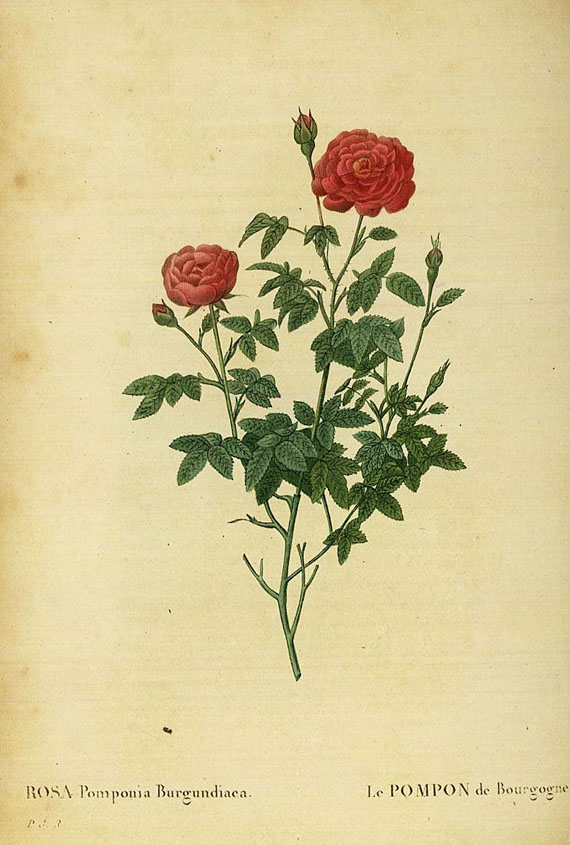 Pierre Joseph Redouté - Les roses. Bd. 2 (v. 3)