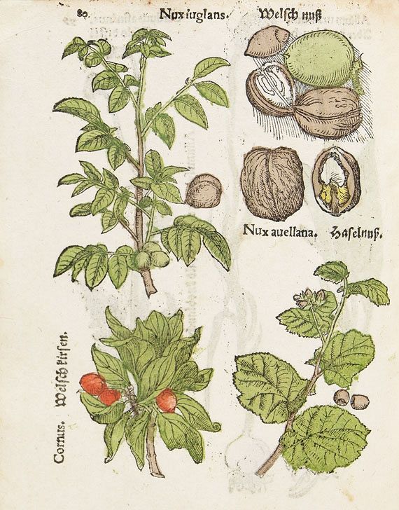   - Herbarum, arborum, fruticum, frumentorum. 1552 - 