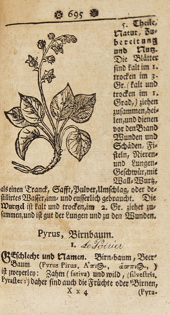 Samuel Müller - Curioser Botanicus, Oder: Sonderbahres Kräuter-Buch. 1730