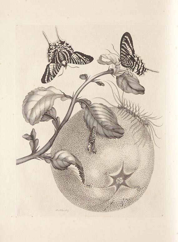 Maria Sibylla Merian - Surinaamsche Insecten. 1730 - 
