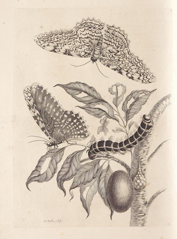 Maria Sibylla Merian - Surinaamsche Insecten. 1730
