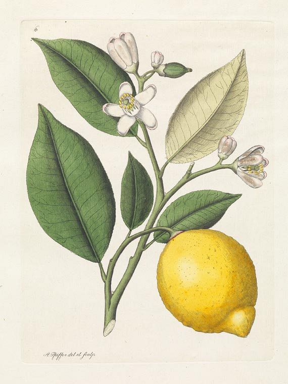 Johan August Pfeiffer - Magasin. 1803. - 
