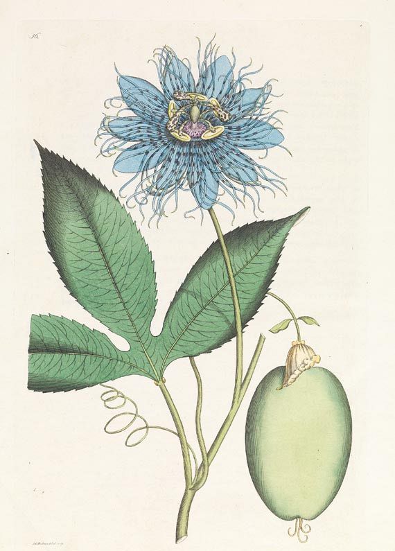 Johan August Pfeiffer - Magasin. 1803. - 