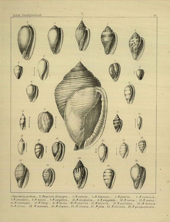 Wilhelm Kobelt - Illustrirtes Conchylienbuch. 2 Bde.,  (1876-81)