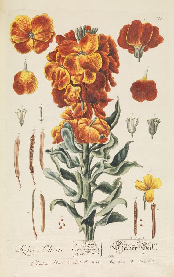 Elisabeth Blackwell - Herbarium Blackwellianum, 6 Bde. 1750. - 