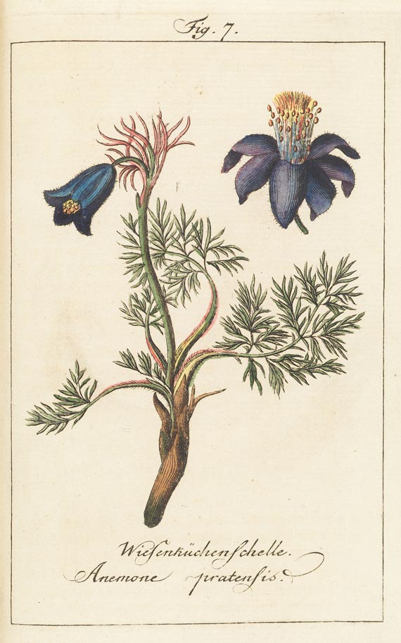 Johann Samuel Halle - Die deutschen Giftpflanzen 1793