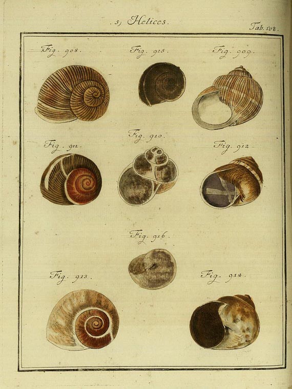 F. H. W. Martini - Neues systematisches Conchylien Cabinet 1786