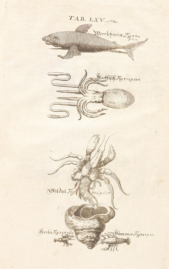 Pierre Pomet - Materialien- u. Naturalien-Magazin, 1727