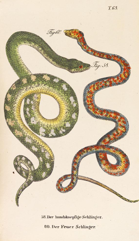 Naturgeschichte in getreuen Abbildungen - Naturgeschichte, 1857