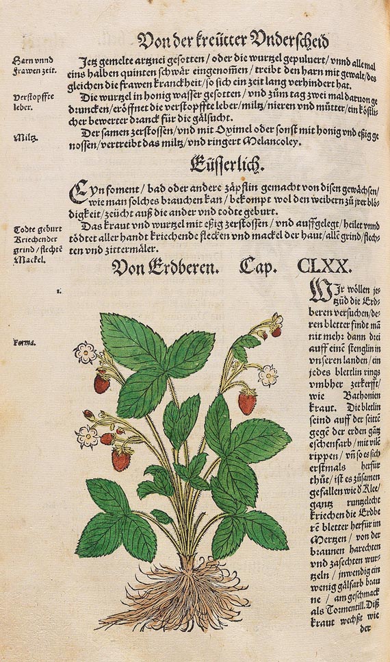 Hieronymus Bock - Kräuter Buch, 1630