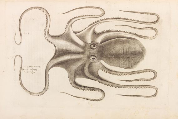 Ippolito Salviani - Aquatilium animalium (1554) - 