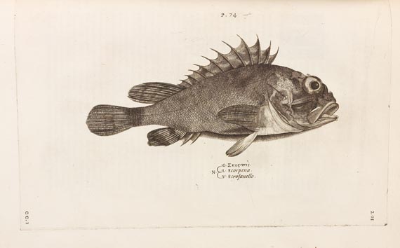 Ippolito Salviani - Aquatilium animalium (1554) - 