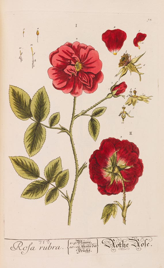   - Herbarium Blackwellianum. 6 Bde. 1750 - 