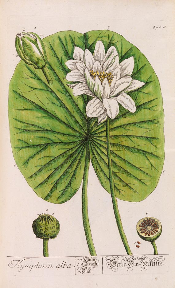 Blackwell, E. - Herbarium Blackwellianum. 6 Bde. 1750