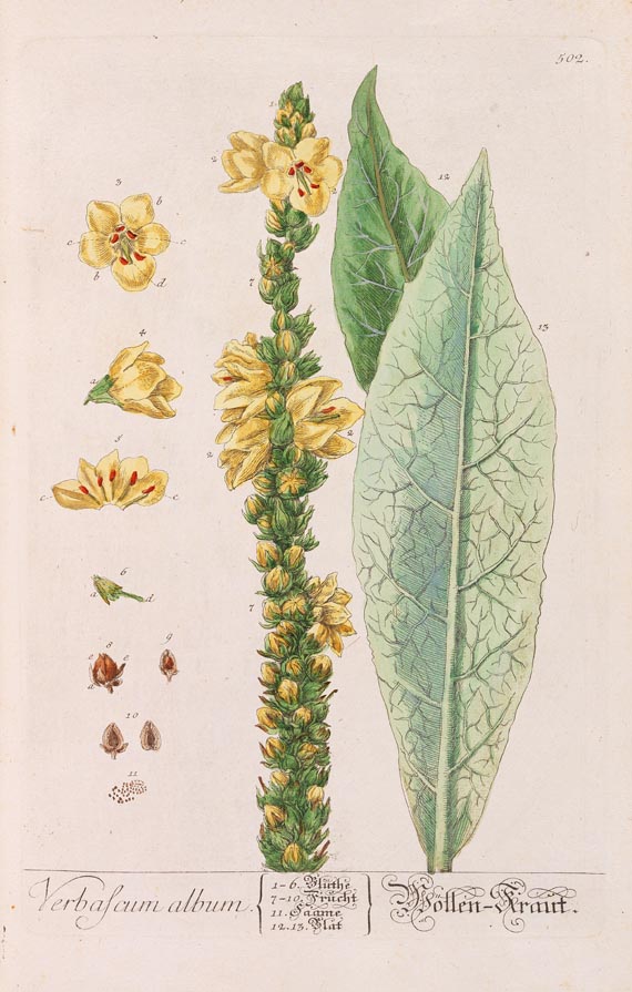 Blackwell, E. - Herbarium Blackwellianum. 6 Bde. 1750