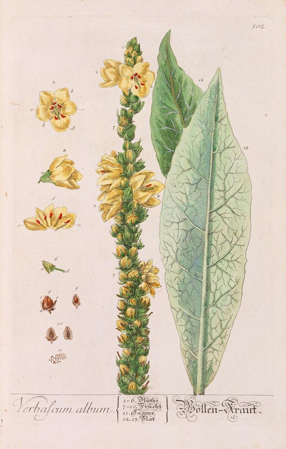   - Herbarium Blackwellianum. 6 Bde. 1750 - 