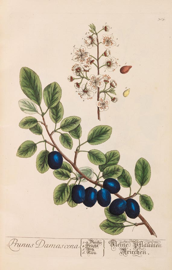   - Herbarium Blackwellianum. 6 Bde. 1750 - 