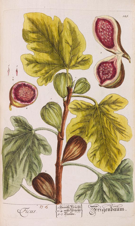   - Herbarium Blackwellianum. 6 Bde. 1750 - 