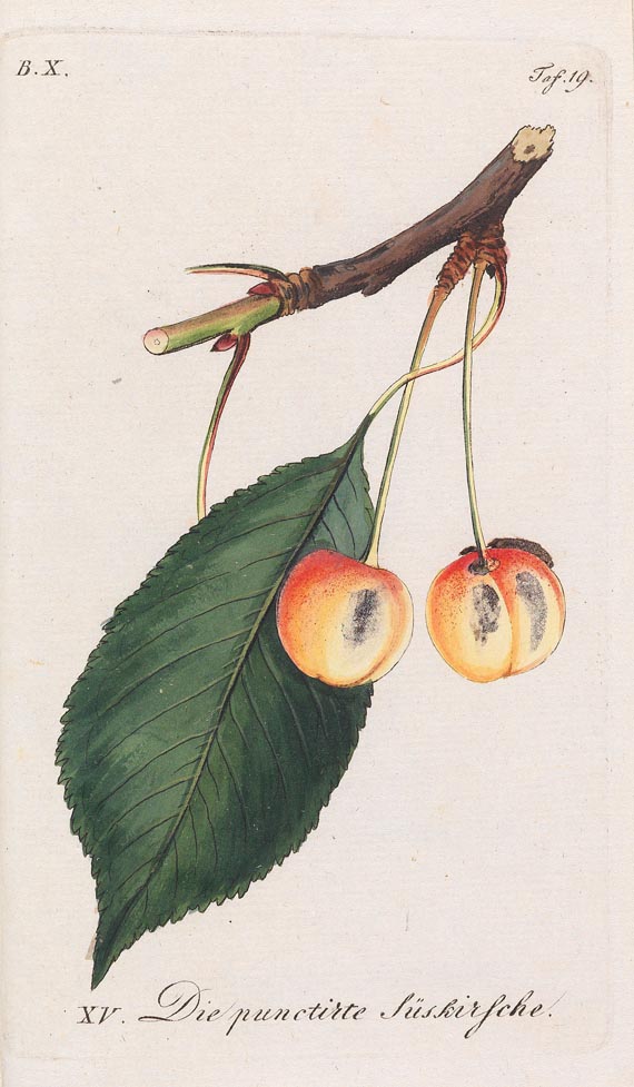 Johann Sickler - Der teutsche Obstgärtner 20 Bde. 1794 - 