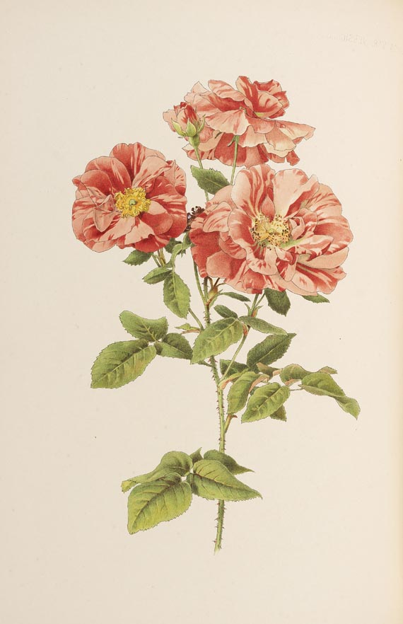 Ellen Willmott - The Genus Rosa, 2 Bde., 1914