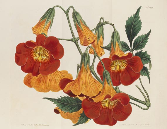 William Curtis - The botanical magazine, 1790-1838. Zus. 66 in 45 Bdn.