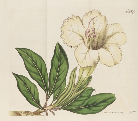 William Curtis - The botanical magazine, 1790-1838. Zus. 66 in 45 Bdn. - 