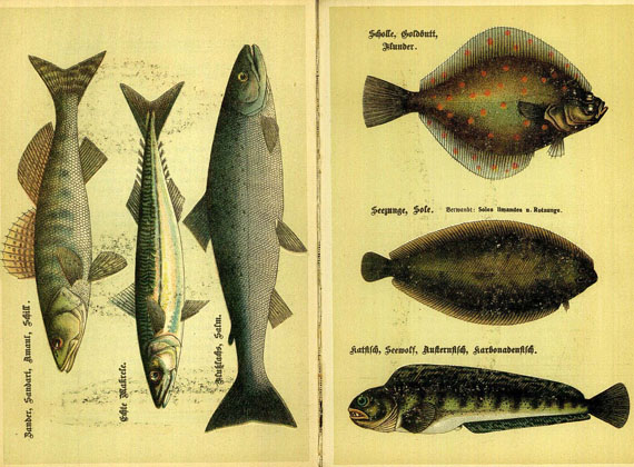   - Braune, C., Spezial-Seefisch-Kochbuch. 1910