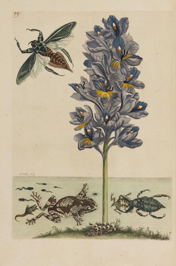 Maria Sibylla Merian - Surinaamsche Insecten. Amsterdam 1730. - 