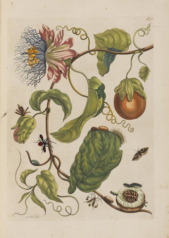 Maria Sibylla Merian - Surinaamsche Insecten. Amsterdam 1730.