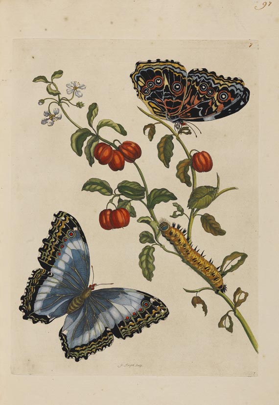 Maria Sibylla Merian - Surinaamsche Insecten. Amsterdam 1730. - 