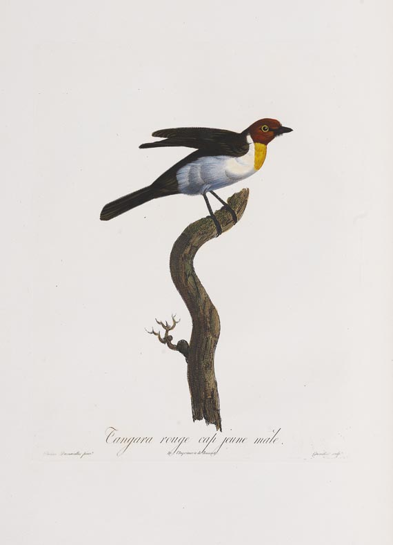 Anselme-Gaetan Desmarest - Histoire naturelle des Tangaras, des Manakins et des Todiers. 1805-07.