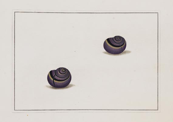 Thomas Martyn - Original watercolours for shells. Um 1784. - 